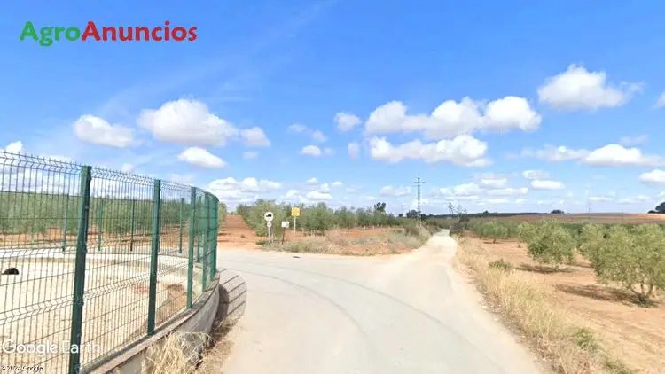 Venta  de Finca de olivos en Sevilla