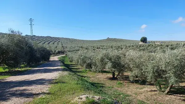 Finca Olivar Jaen Quesada 230ha 430 Plantas Subvencion