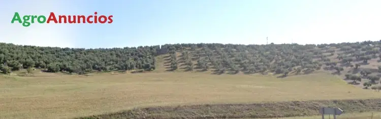 Venta  de Finca de olivos de regadío con 2 naves en Granada