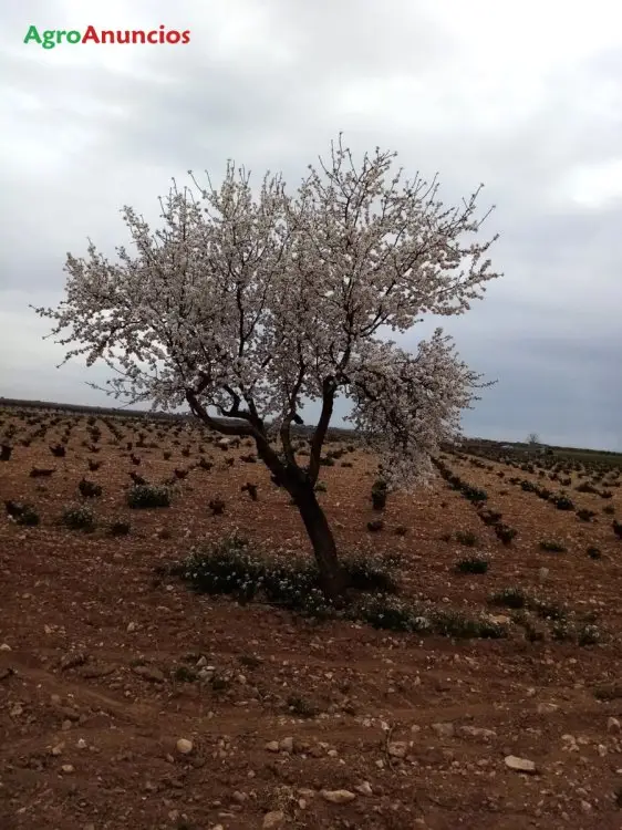 Venta  de Finca con viñedo secano de vaso en Ciudad Real