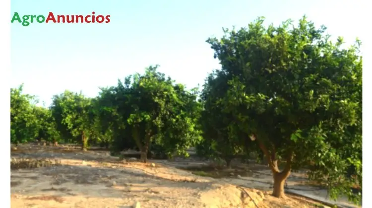 Demanda  de Finca de regadío en Sevilla