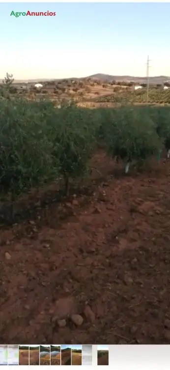 Venta  de Finca de olivar intensivo en Córdoba