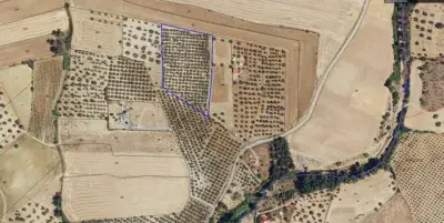 Finca Rustica en Venta Gibraleon 3 Hectareas Olivos