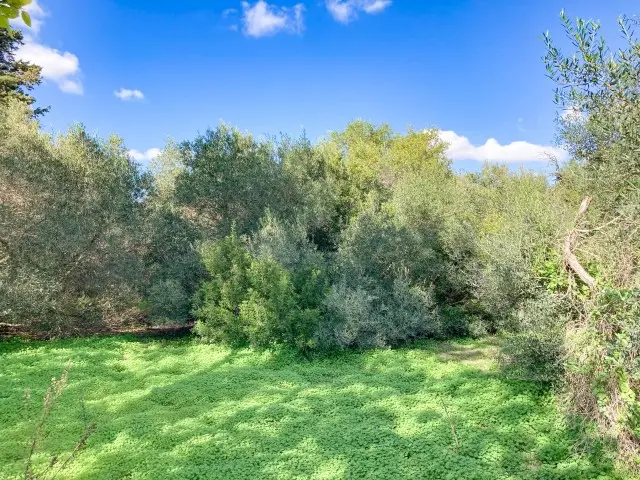 Terreno en Venta Chiclana Cadiz 3215m2