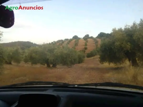 Venta  de Finca con olivos y abundante agua en Córdoba