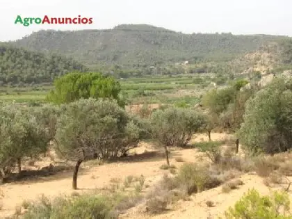 Venta  de Finca de regadio con olivos y almendros en Tarragona