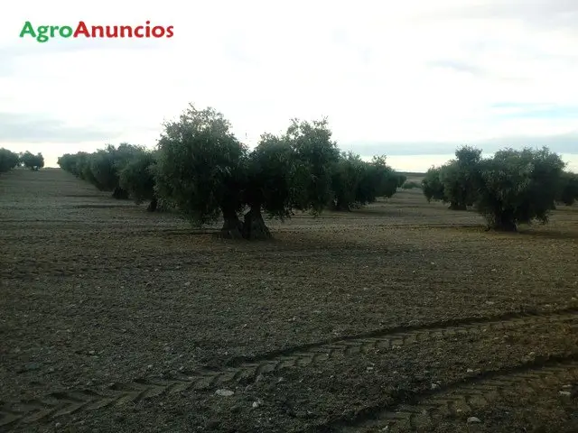 Venta  de Finca de olivar en Toledo