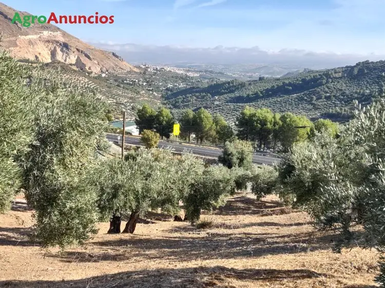 Venta  de Finca de olivar en Jaén