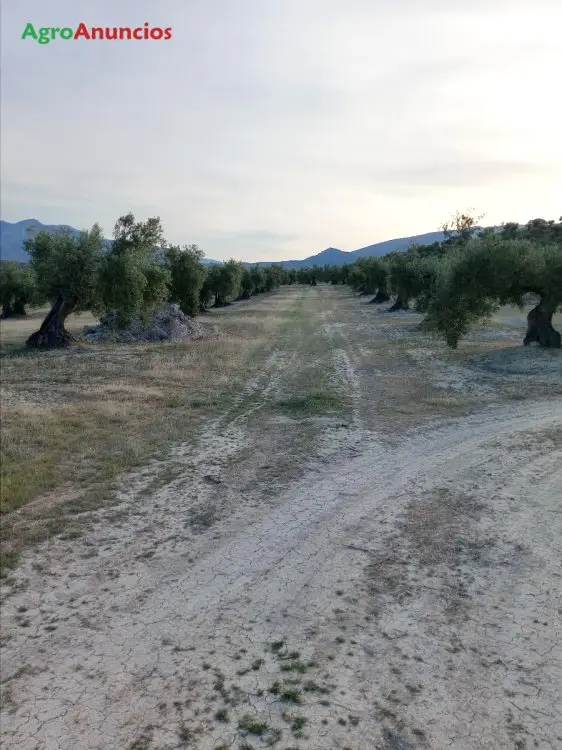 Venta  de Finca de olivos en Jaén