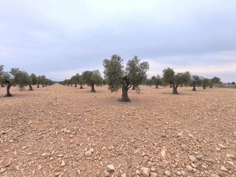 Huerto de Olivos y Parcela Agricola en Venta Yecla Murcia