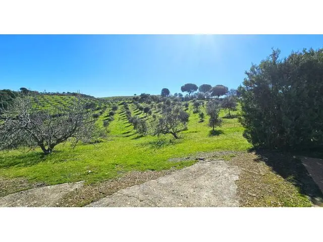 Finca Rustica con Olivar y Vivienda en Villaviciosa
