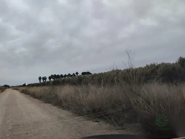 Terreno Rustico Lorca 8401m2 Olivos Agua Regadio