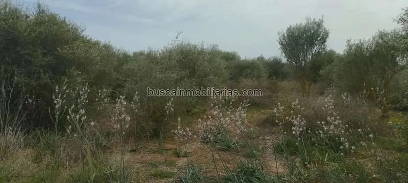Parcela Rustica No Edificable Felanitx Cultivo