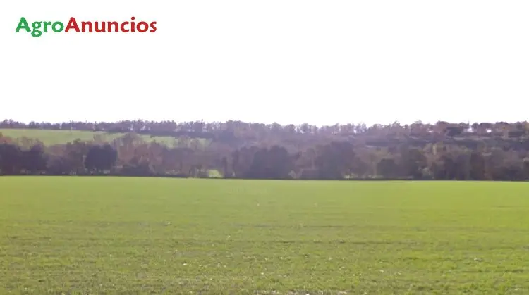 Venta Finca Salamanca: 250 Hectáreas Labor Secano Pastos Ganaderia