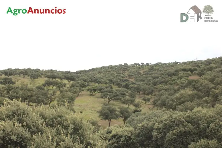 Venta  de Finca con cortijo y boxes para caballos en Ciudad Real