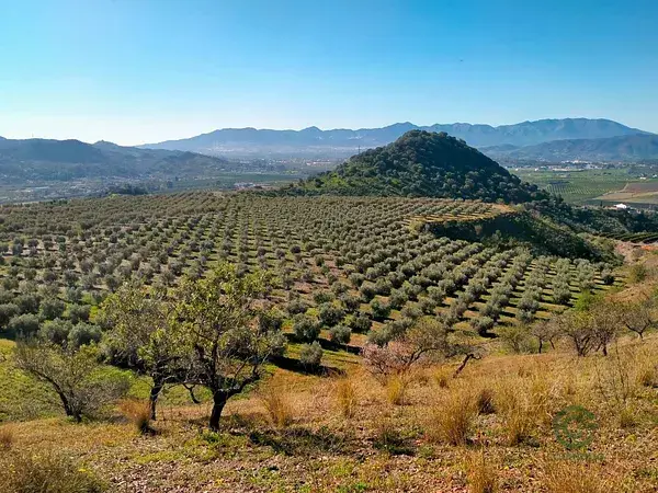 Finca Rustica en Venta Almogia Campanillas