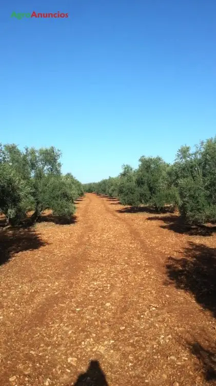 Venta  de Finca olivares centenarios en Córdoba