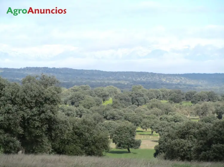 Venta  de Terreno de monte en Toledo