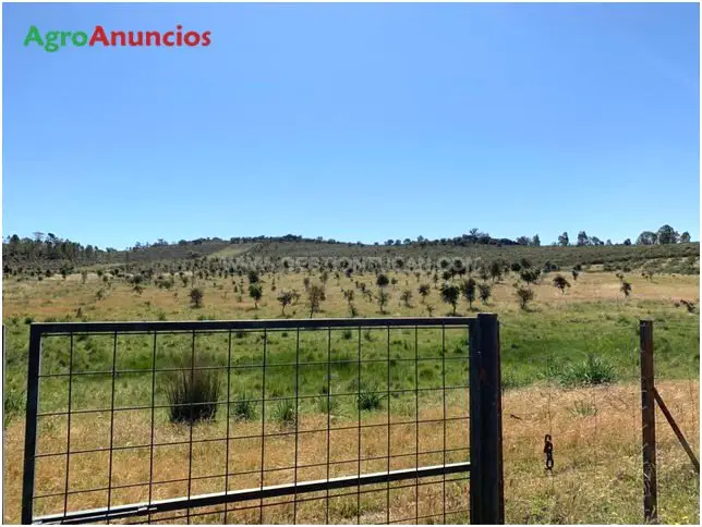 Venta  de Finca de reforestación y pastos en Badajoz