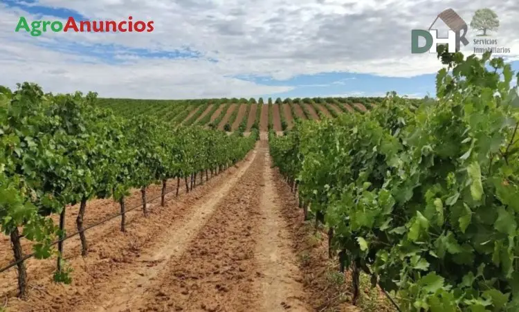 Venta  de Finca de viñedo con riego por goteo en Valladolid