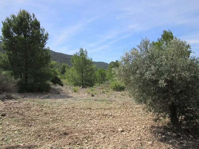 Terreno con Olivos y Almendros en Yecla Murcia