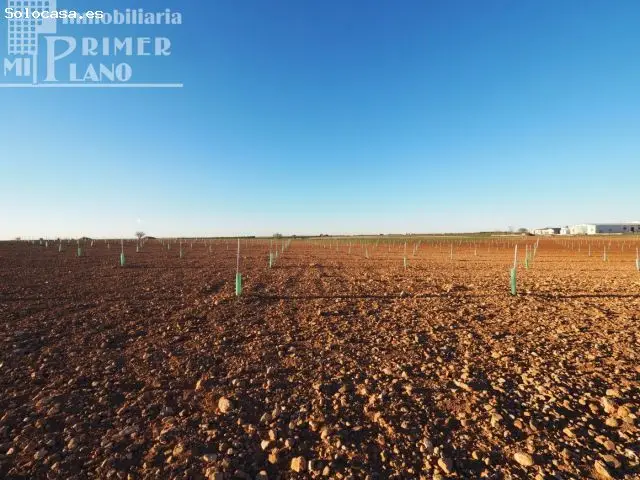 Venta de 45 Hectareas de Tierra de Secano con Viña y Almendros
