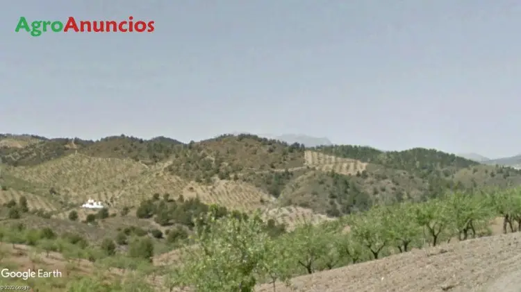 Venta  de Finca almendros con caseta de campo en Murcia