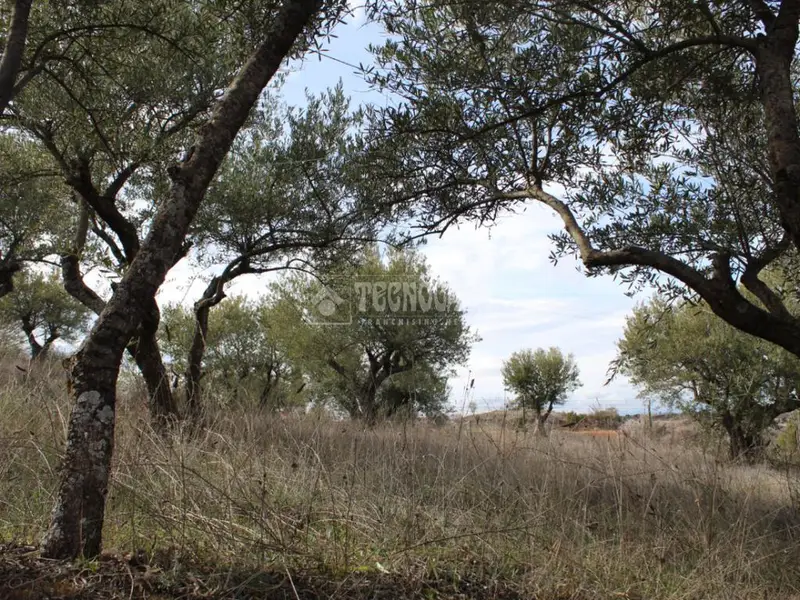 Terrenos en venta en Santorcaz