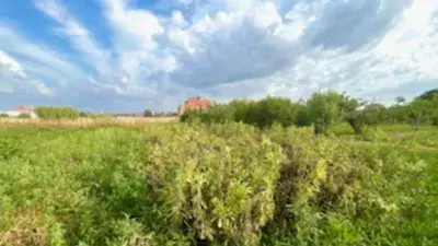 Finca Rustica en Talavera de la Reina 23 hectareas