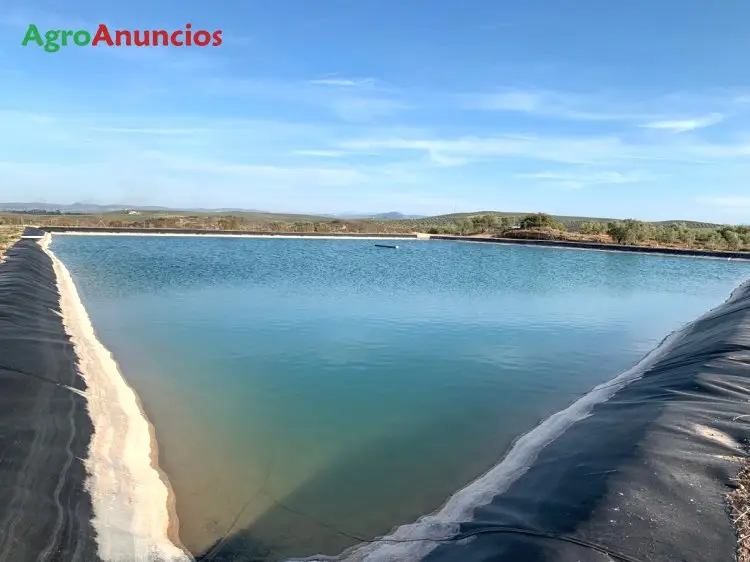 Venta  de Finca de olivar ecológico y tierra calma de regadío en Málaga