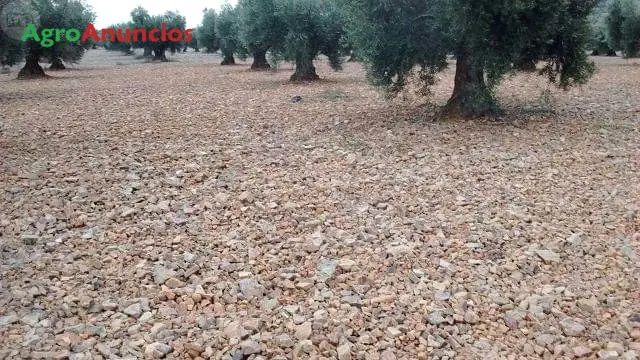 Venta  de Finca de olivos de regadio en Toledo