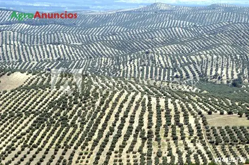 Venta  de Finca de olivar con almazara y maquinaria en Jaén