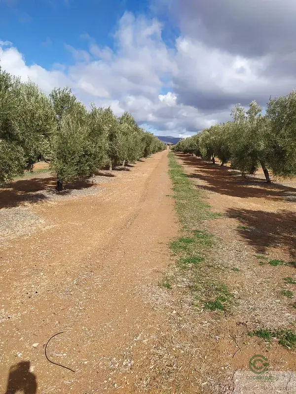 Finca Olivar 300 Hectareas Jaen Superintensivo Intensivo