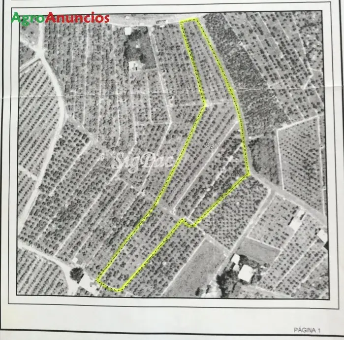 Venta  de Finca de naranjos en Castellón