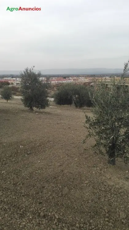 Venta  de Finca con olivos de regadío en Jaén