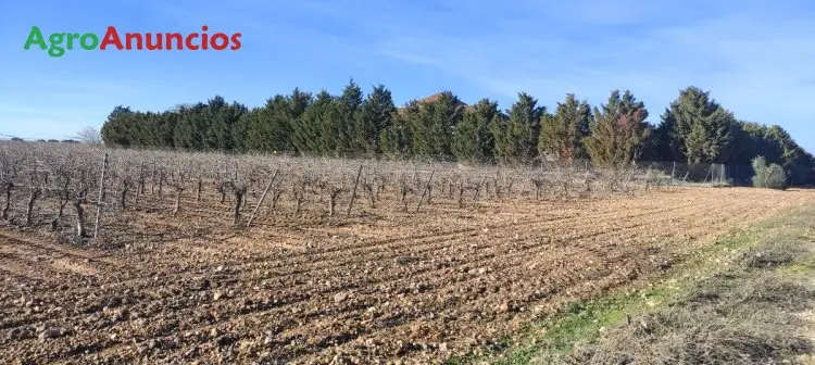 Venta  de Finca de viñedo de regadío en Albacete