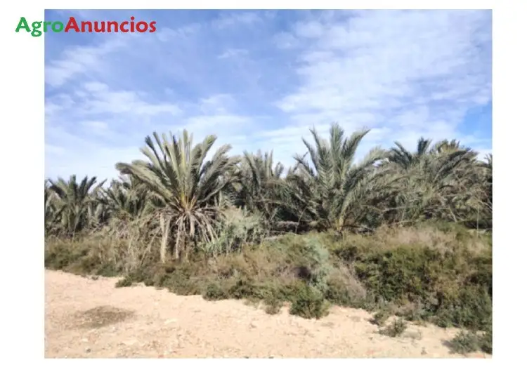 Venta  de Finca agrícola con palmeras de gran tamaño en Alacant