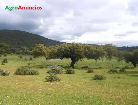Venta Finca Dehesa Encinas Alcornoques Caceres 53 Hectareas