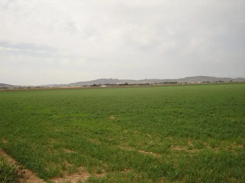 Finca de Regadio 34 Hectareas Yecla Murcia