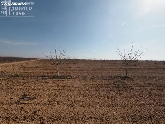 Parcela Regadío 22 Hectáreas Tomelloso Almendros Pistachos