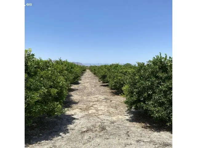Magnifica Finca de Citricos en Produccion