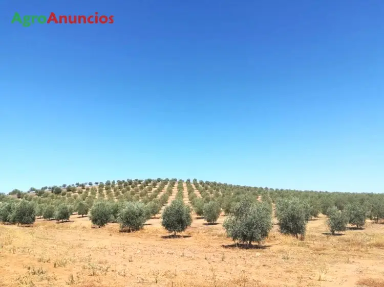 Venta  de Fincas rusticas en Córdoba