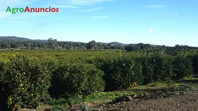 Venta  de Finca de naranjos en Sevilla