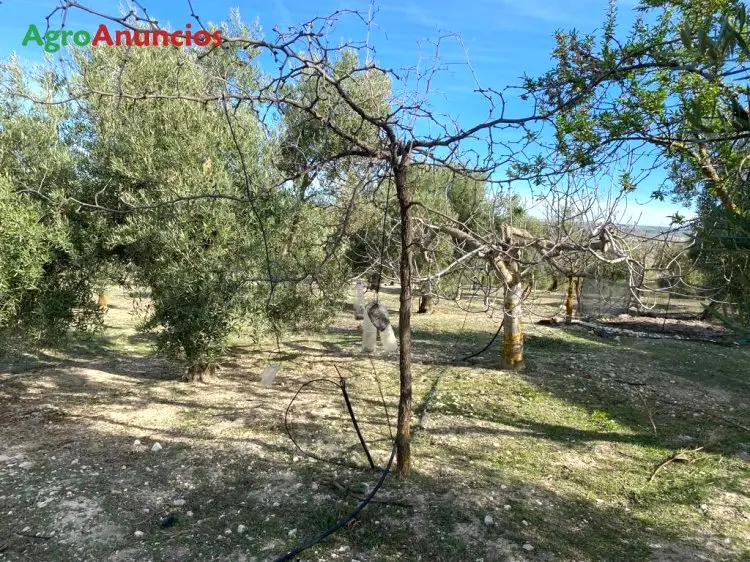 Venta  de Finca de olivos con riego por goteo en Granada