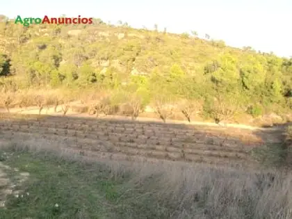 Venta  de Finca  con viñedo, olivar y almendros en Tarragona