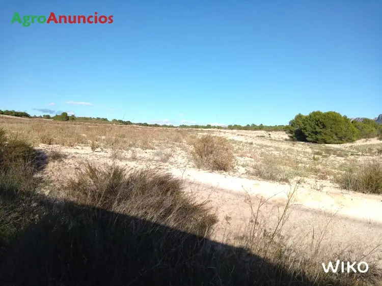 Venta  de Finca de secano en Murcia