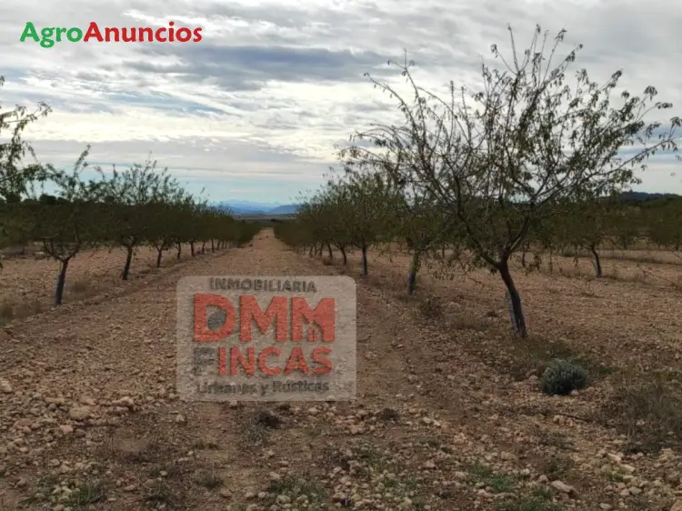 Finca de Regadío en Albacete 300 Hectáreas Almendros Vivienda
