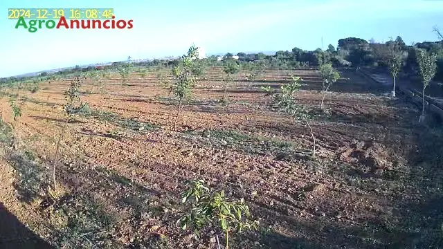 Venta  de Finca de algarrobos y naranjos en Castellón