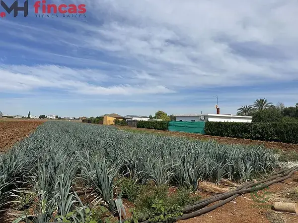 Alquiler Terreno Agricola Sevilla 8800m2 Proyecto Explotacion