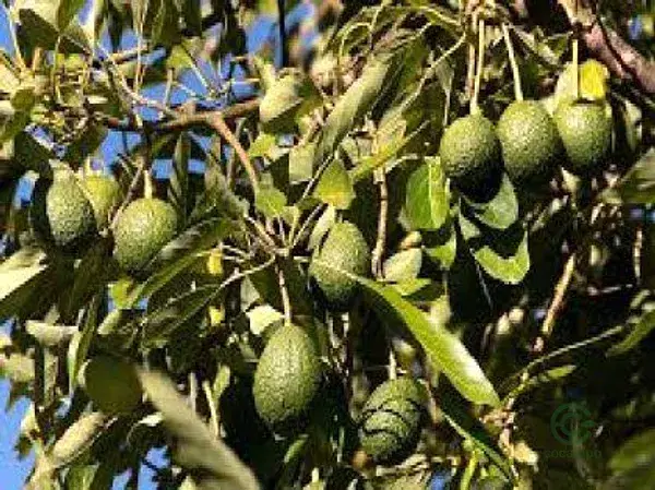 Finca Aguacates Hass 847 hectareas Cadiz Alta Produccion